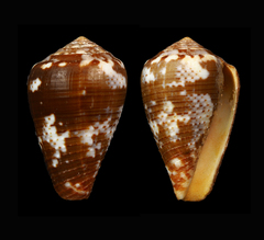 Conus catus