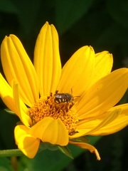 Pseudoanthidium nanum