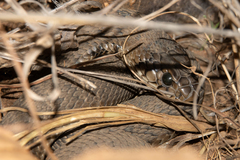 Hemachatus haemachatus