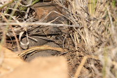 Hemachatus haemachatus