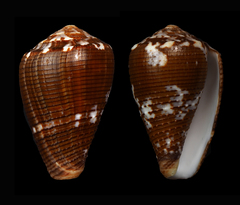 Conus catus
