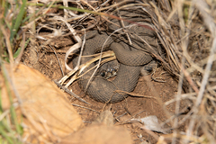 Hemachatus haemachatus