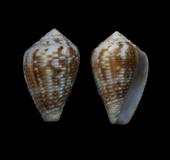 Conus catus
