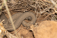 Hemachatus haemachatus