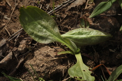 Plantago urvillei