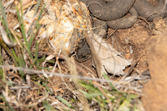 Hemachatus haemachatus