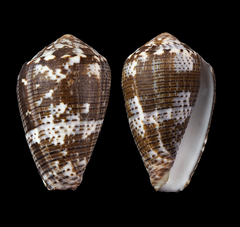 Conus catus