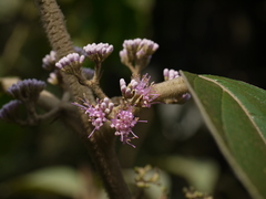 Callicarpa tomentosa