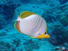 Chaetodon xanthocephalus