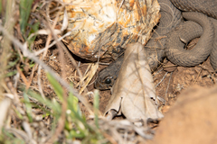 Hemachatus haemachatus