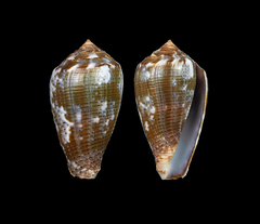Conus catus