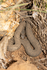 Hemachatus haemachatus