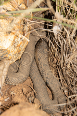 Hemachatus haemachatus