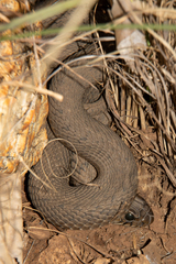 Hemachatus haemachatus