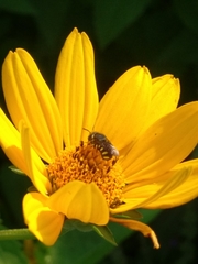 Pseudoanthidium nanum