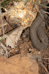 Hemachatus haemachatus