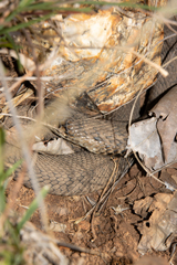 Hemachatus haemachatus