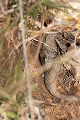 Hemachatus haemachatus