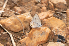 Freyeria trochylus