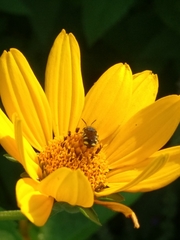 Pseudoanthidium nanum