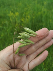 Bromus squarrosus villosus