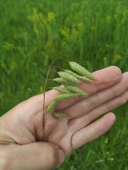 Bromus squarrosus villosus
