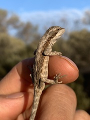 Diporiphora amphiboluroides
