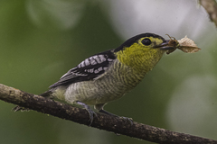 Pachyramphus versicolor