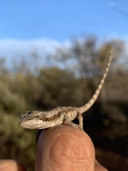 Diporiphora amphiboluroides