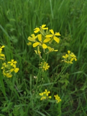 Erysimum canescens