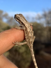 Diporiphora amphiboluroides
