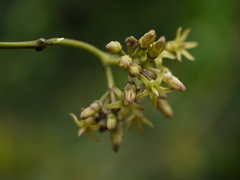 Parsonsia alboflavescens