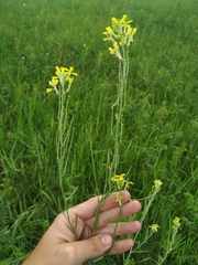 Erysimum canescens