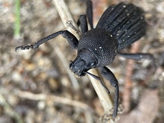 Talaurinus impressicollis