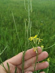 Erysimum canescens