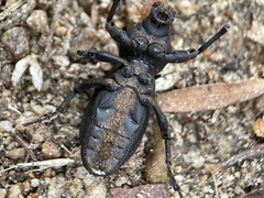 Talaurinus impressicollis