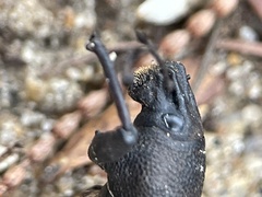 Talaurinus impressicollis