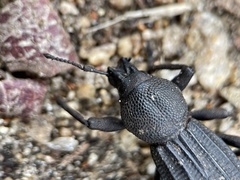 Talaurinus impressicollis