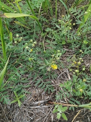 Sibbaldianthe orientalis