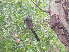 Dendrocitta formosae