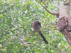 Dendrocitta formosae