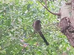 Dendrocitta formosae