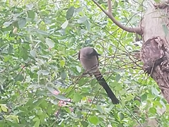 Dendrocitta formosae