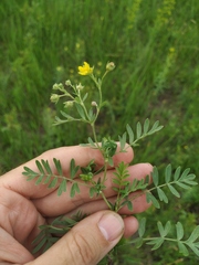 Sibbaldianthe orientalis