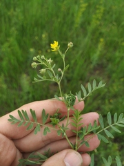 Sibbaldianthe orientalis