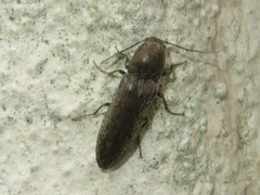 Cidnopus aeruginosus