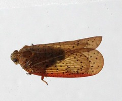 Acothrura impunctata