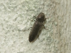 Cidnopus aeruginosus