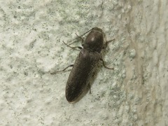 Cidnopus aeruginosus