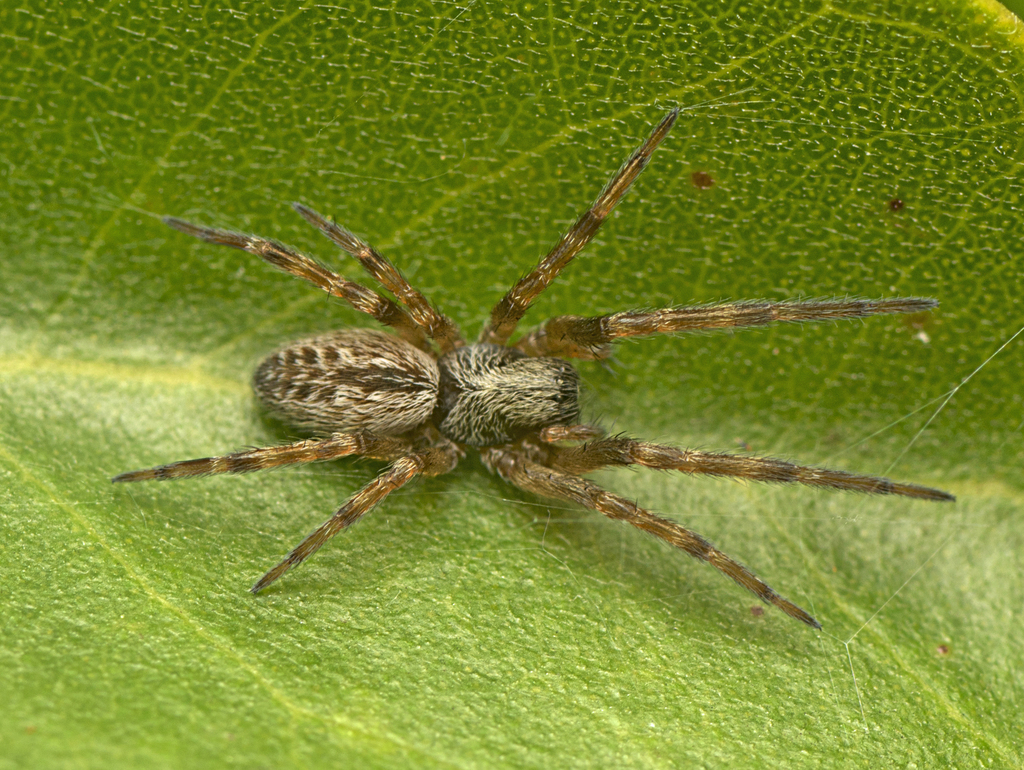 Grey House Spider from Eurimbula QLD 4677, Australia on May 10, 2022 at ...